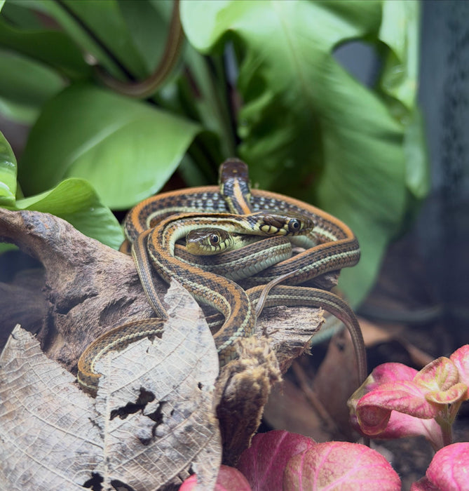 CB Garter Snakes (Thamnophis eques obscurus)