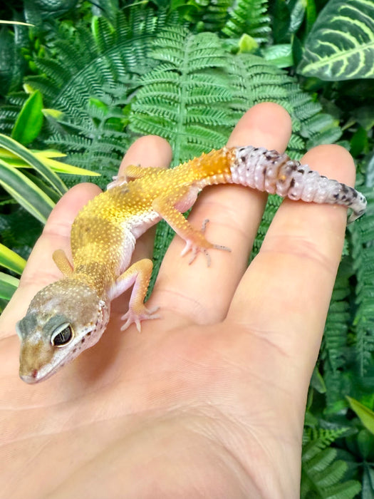 CB25 Super Hypo Leopard Geckos