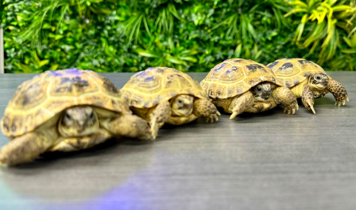 CB Horsefield Tortoise