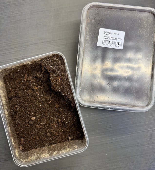 Springtails BULK Pre-Pack