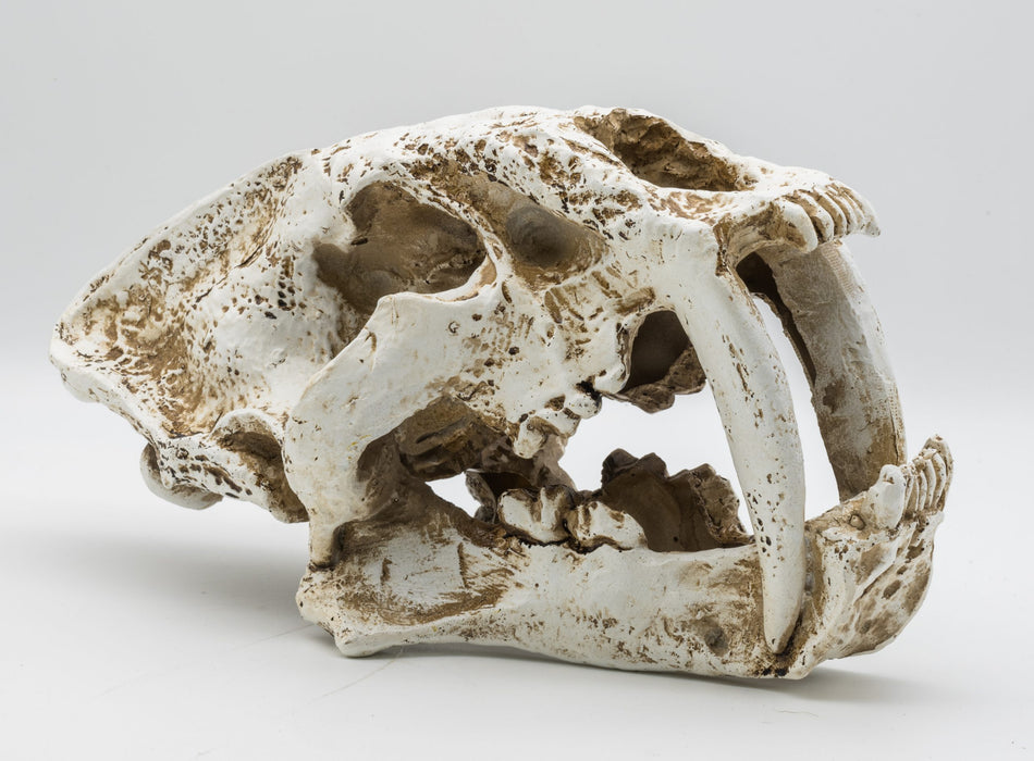 ProRep Smilodon Skull Lrg 26.5x14.5x15.5cm