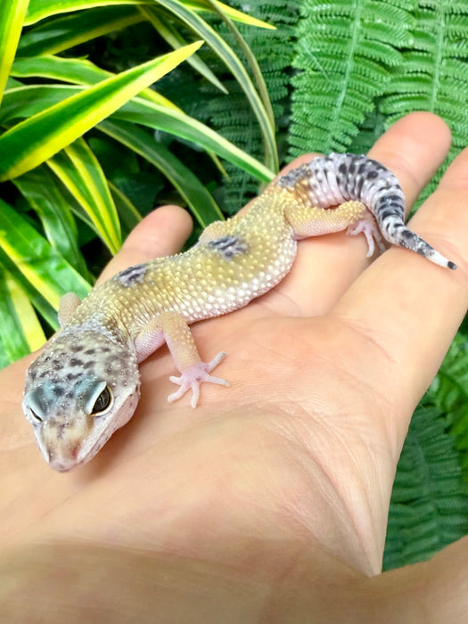 CB25 Mixed Morph Leopard Geckos