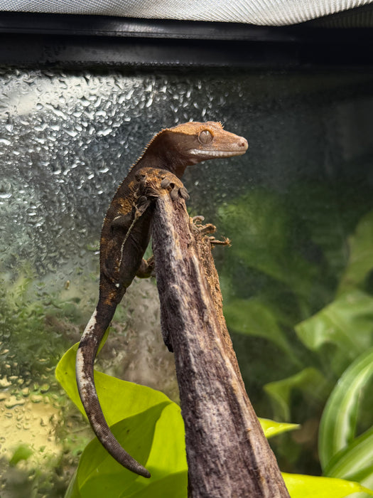 CB Mixed Morph Crested Gecko