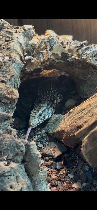 CB Argentine Black and White Tegu