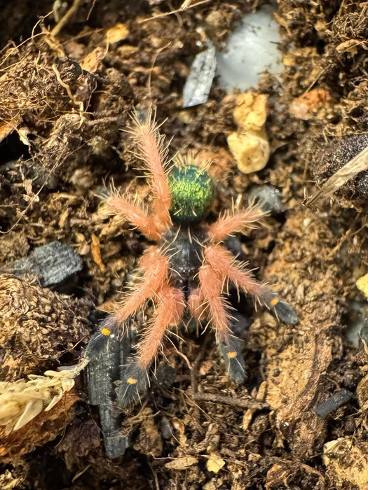 CB Blue Fang Tarantula (Ephebopus Cyanognathus)