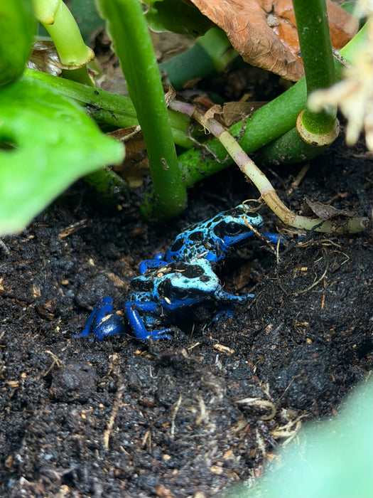 CB Poison Arrow Frogs (group of 3)