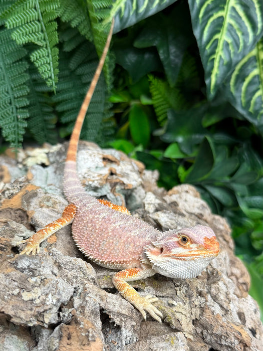 CB25 Blood Red Bearded Dragons