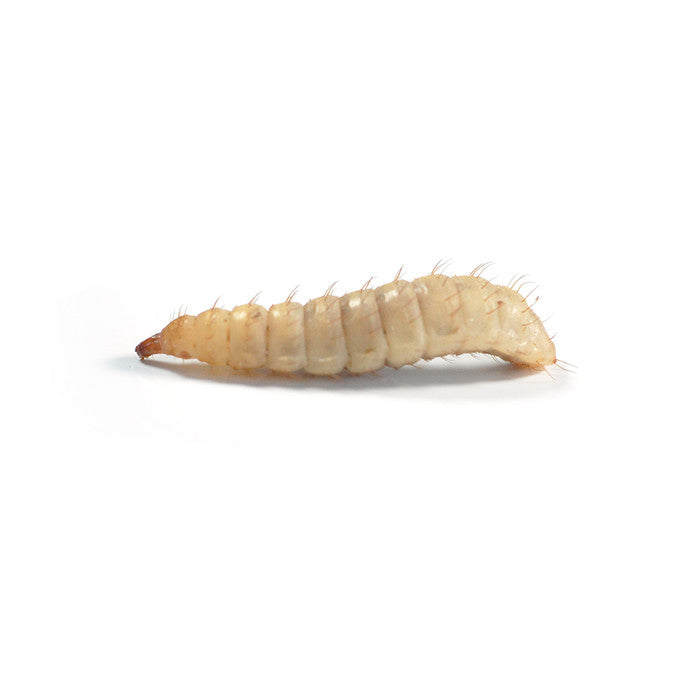 Calci Worms (M), 25g Pot
