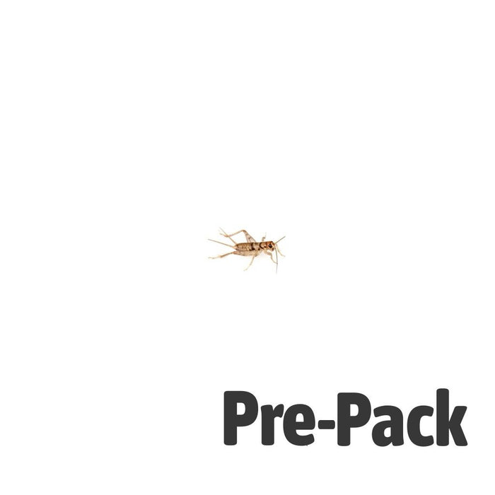 Brown House Cricket Pre-pack, Mini