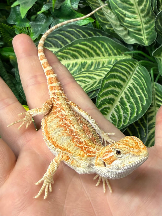 CB25 Fancy Orange Bearded Dragon