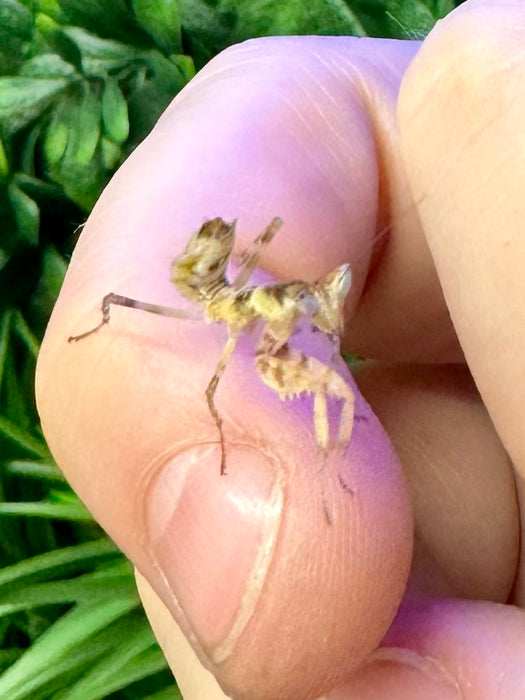 CB Flower Mantis