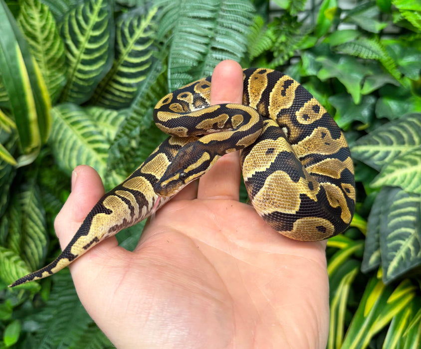 Fierce Yellow Python CB25 Yellowbelly Fire Royal Python (Python Regius) — The Reptile Hotel