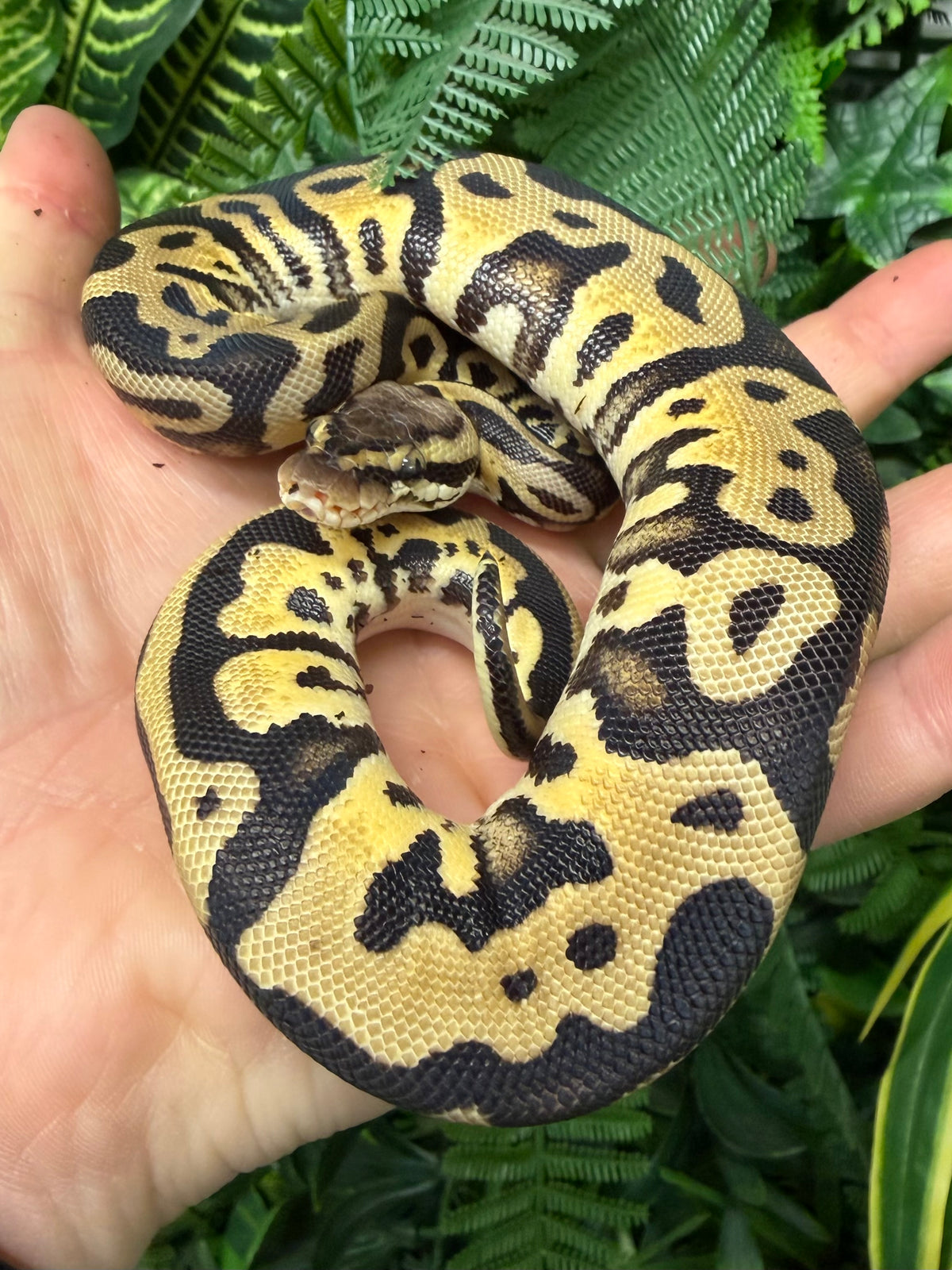 Lesser Pastel Royal Python CB25 Pastel Leopard Royal Python (Python Regius) — The Reptile Hotel