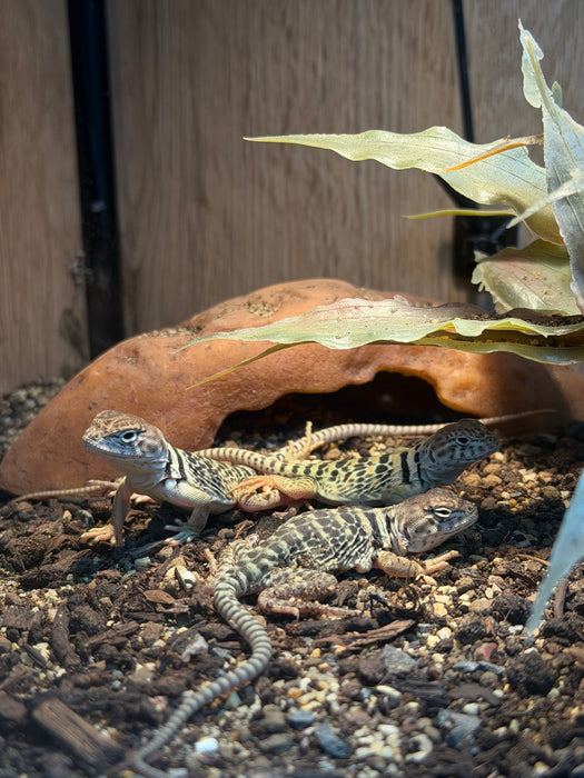 CB Eastern Collared Lizard