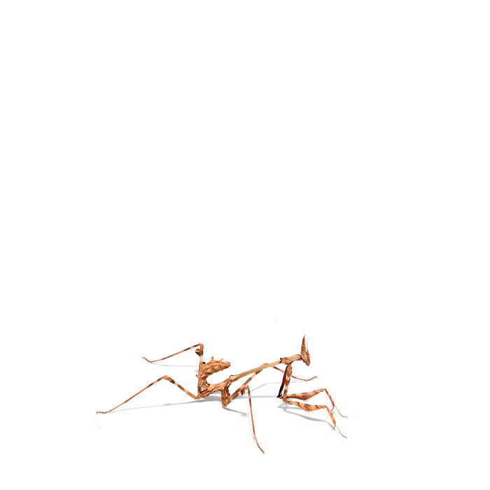 Psychedelic Conehead Mantis