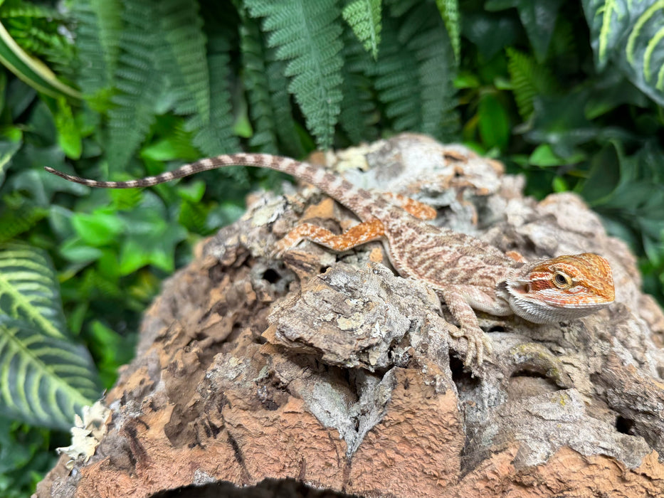 CB25 Fancy Bearded Dragons