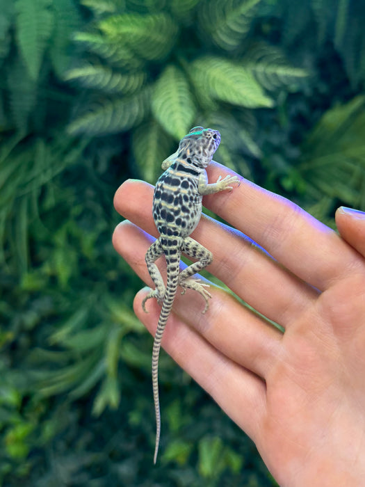 CB Eastern Collared Lizard