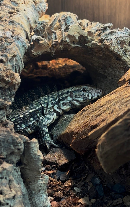 CB Argentine Black and White Tegu