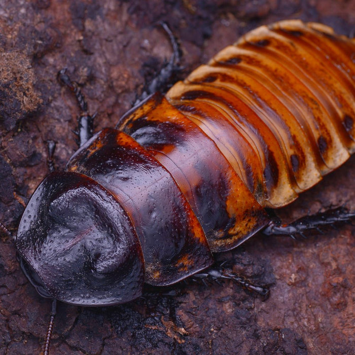 CB Giant Madagascan Hissing Cockroach