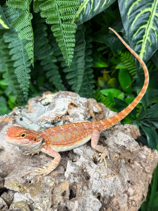 CB25 Blood Red Bearded Dragons