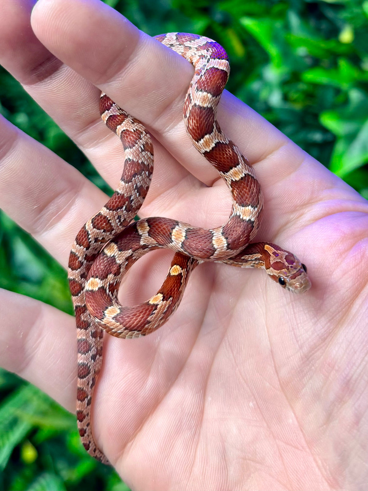 CB Carolina Cornsnakes — The Reptile Hotel