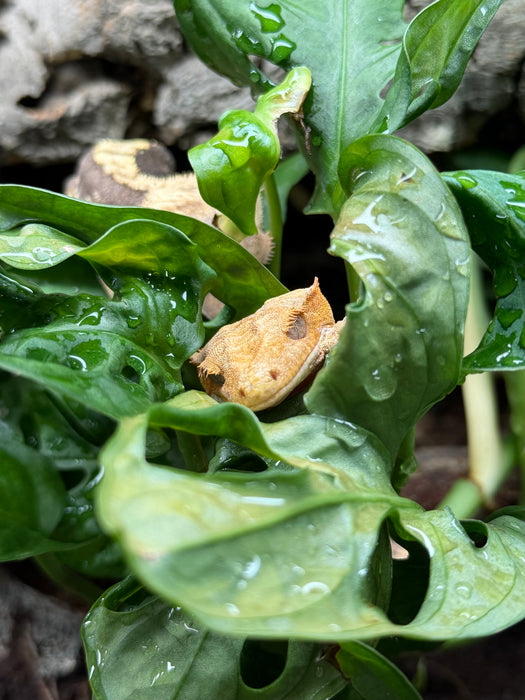 CB Mixed Morph Crested Gecko