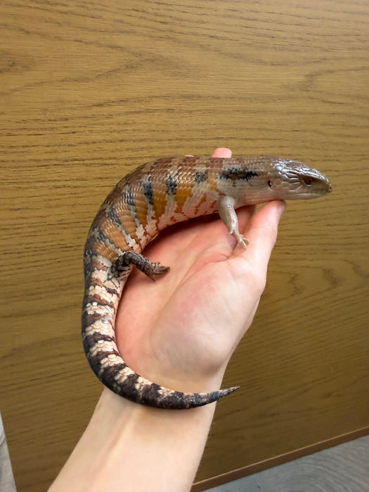 CB Northern Blue Tongued Skinks
