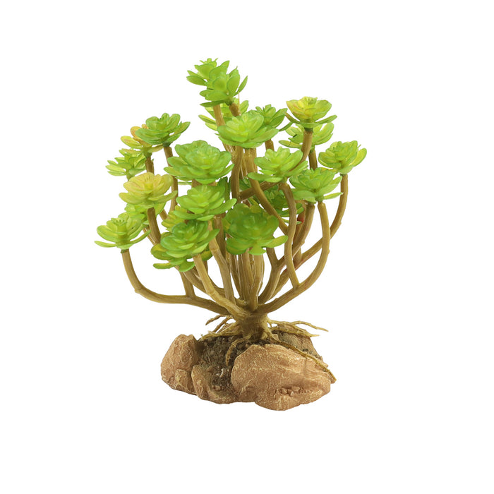 Zoo Med Desert Flora - Tree Houseleek