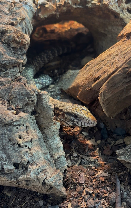 CB Argentine Black and White Tegu
