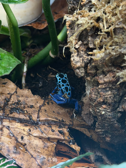CB Poison Arrow Frogs (group of 3)