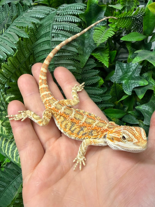 CB25 Fancy Orange Bearded Dragon