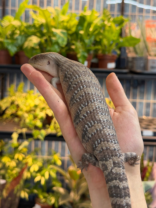 CB Northern Blue Tongued Skinks