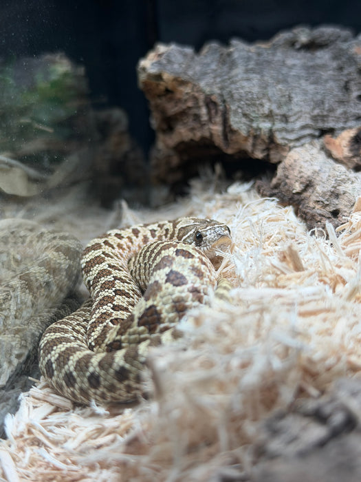 CB Western Hognose Snake