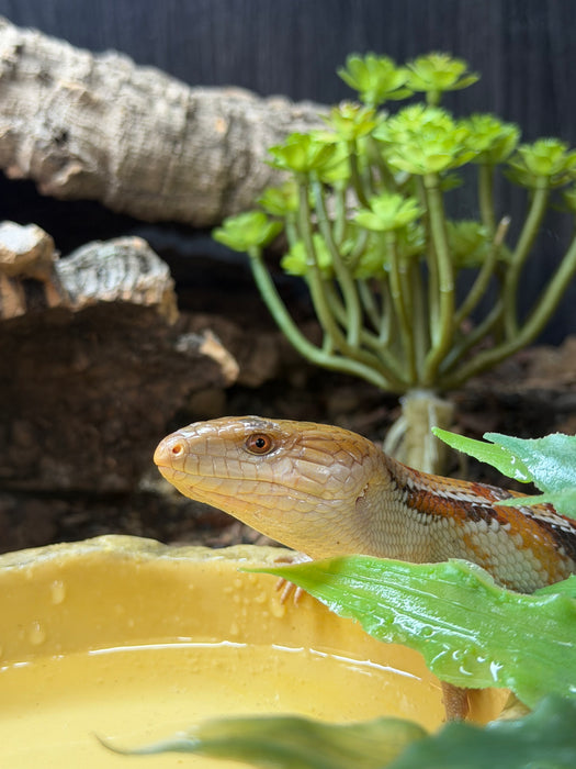 CB Northern Blue Tongued Skinks