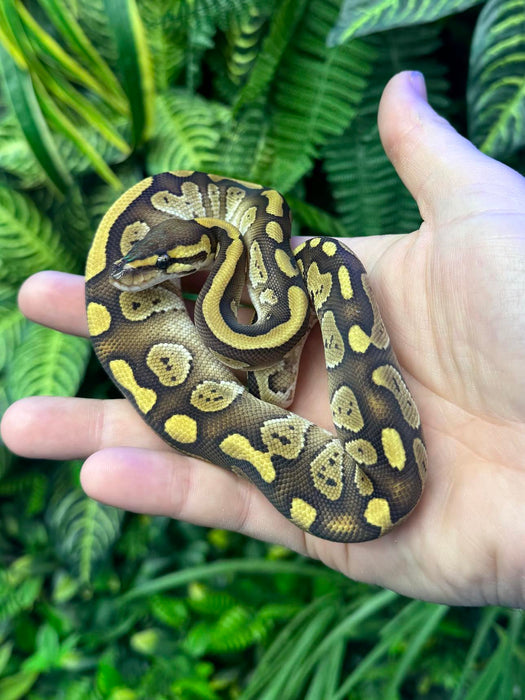 CB24 Mojave Royal Python