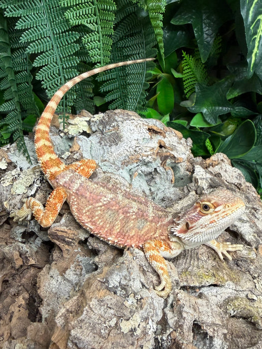 CB25 Fancy Bearded Dragons