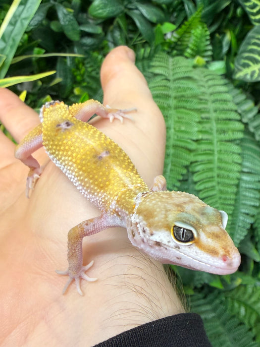 CB25 Super Hypo Leopard Geckos