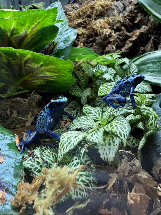 CB Poison Arrow Frogs (group of 3)