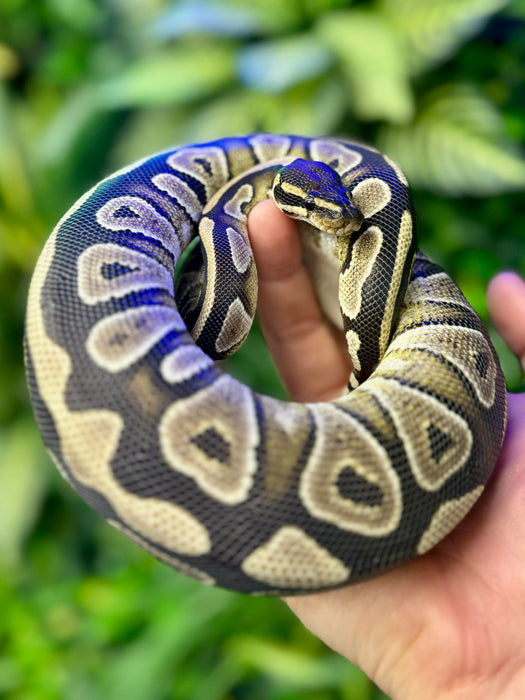 CB23 Mojave Royal Python