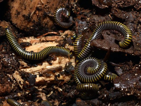 CB Bumblebee Millipede (Anadenobolus Monilicornis)