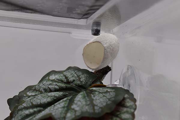 Magnetic Jumping Spider Nest (2x Pack)