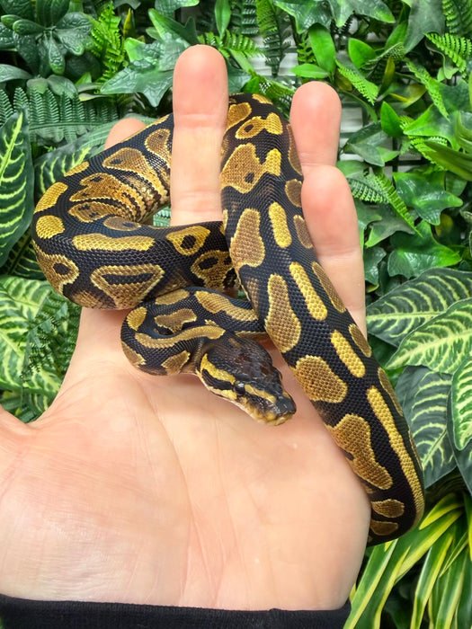 CB25 Yellowbelly Royal Python (Python Regius)