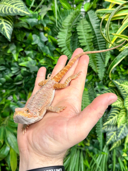 CB25 Orange Translucent Bearded Dragon (Pagona Vitticeps)