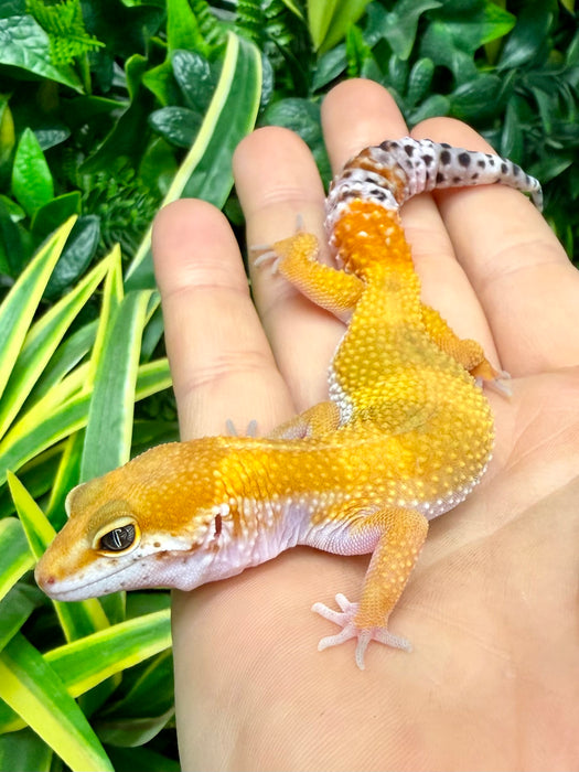 CB25 Super Hypo Tangerine Leopard Gecko