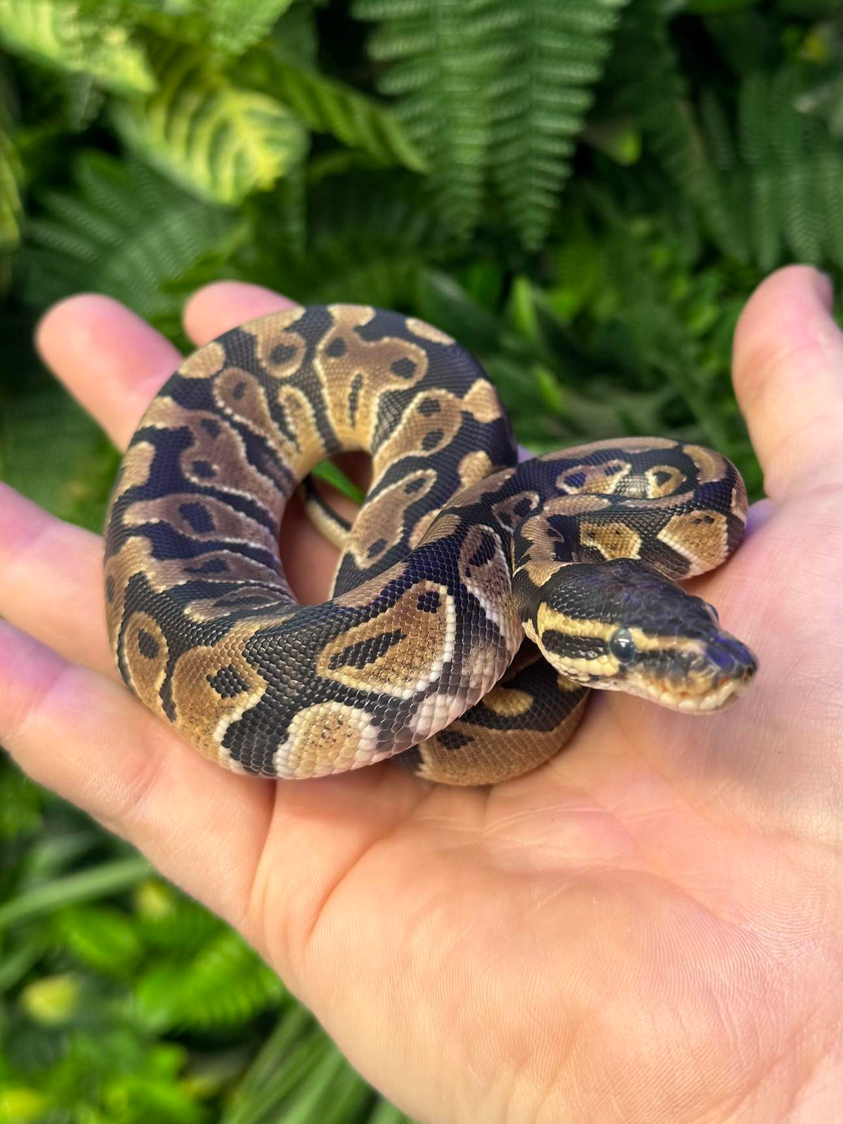 CB24 Normal Royal Python — The Reptile Hotel