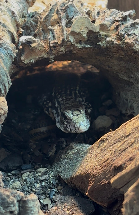 CB Argentine Black and White Tegu