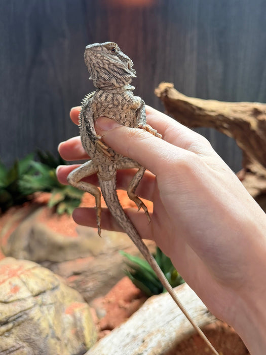 CB Painted Dragon
