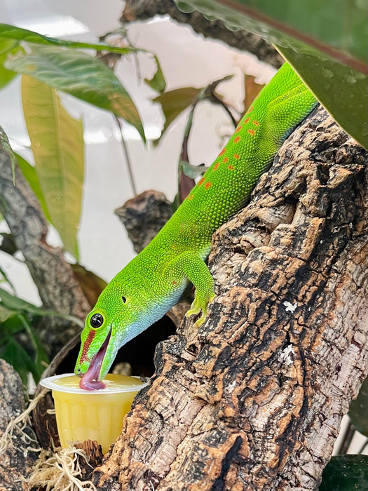 CB Giant Green Day Gecko