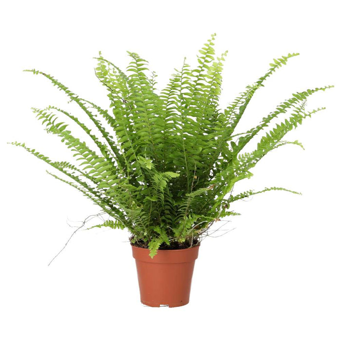 ProRep Live Plant Boston Fern (Large)