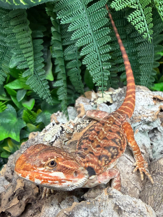 CB25 Blood Red Bearded Dragons